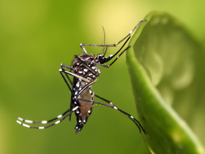 Flies and Mosquitoes control treatment